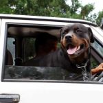 How to Clean Pet Odors from Car Interiors: Effective Tips and Solutions