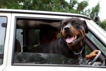 How to Clean Pet Odors from Car Interiors: Effective Tips and Solutions
