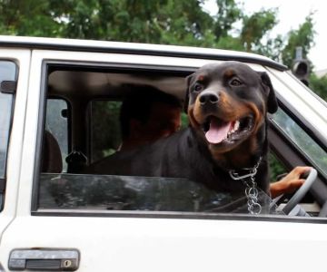 How to Clean Pet Odors from Car Interiors: Effective Tips and Solutions